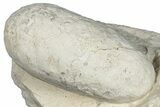 Eocene Fossil Crocodile Egg - Bouxwiller, France #293165-1